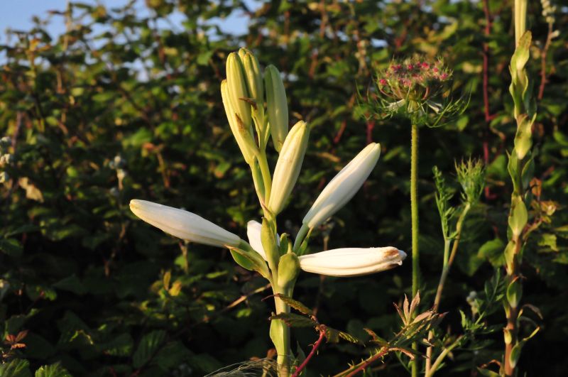 Lilium candidum